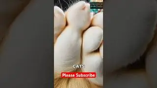 The Uniqueness of Cat&rsquo;s Paw Structure #statisticsforthebrain #cats #shorts