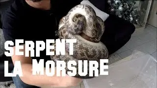 Les morsures des serpents