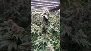 POV Huge Medical cannabis ready for harvest! #legal #cannabis #pov #harvest #medical #losangeles