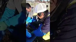【有明海】再冷凍網上げ2026 Re-frozen net 2026 #seaweed #有明海 #海苔 #shorts