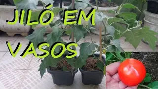 Como Plantar JILÓ em Vasos! (processo completo)