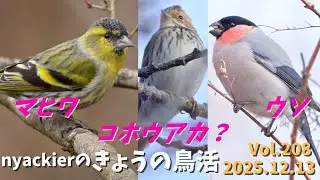 【野鳥】 nyackierの今日の鳥活 Vol.208　2025年12月13日　富士山麓で ミヤマホオジロ・マヒワ・ウソ　まさかのコホオアカ？　など16種の野鳥