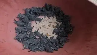 Green Turtle Hatchling Release 6 Oct 2025 #babyturtle #turtlehatchlings #PomPomIsland #Sabah