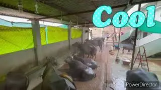 Full Automatic Fogger System For Dairy Farmers Only 🤨 5999 Rs
