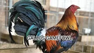 GALLOS GAMEFOWL - backyard farm