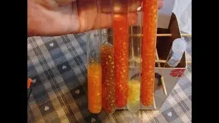 31. Fermenterte tomatfrø