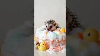 Cutest Animal Moments to Brighten Your Day 🐾 | Relaxing Jazz & Adorable Vibes #Shorts