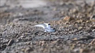 Saunders's Tern Courtship