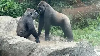 gorlla 息子の食べ物が気になる母モモコ【2025年&lrm;7月31日-8月1日】【上野動物園】ゴリラ💗Momoko, a mother concerned about her son's diet
