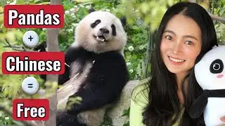 Chengdu Panda Base: The ONLY Tour Guide You Need (Learn Chinese Too!)