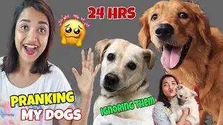 IGNORING My DOGS for 24 HOURS Challenge - Full Day PRANKING My Dogs - Funny PET REACTION India