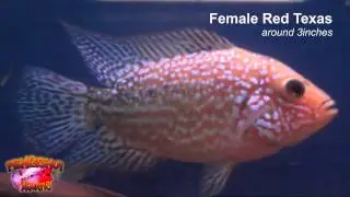 Female Red Texas around 3inches