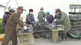 NNDD-Nuôi Chim Bồ Câu Quy Mô Trang Trại Siêu Lợi Nhuận.