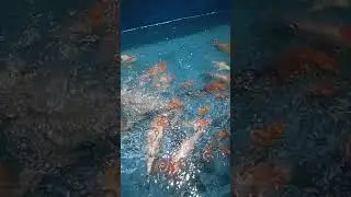 HUJAN DITEMANI IKAN