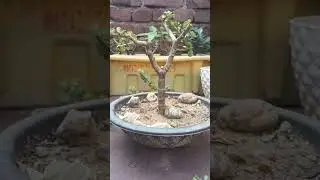 Zade Bonsai Prunning #garden #bonsai #zade #gardeningtips #youtubeshorts