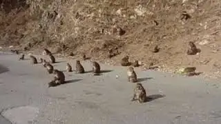 MUREE MONKEYS ENJOY FOOD WITH TOURSITS