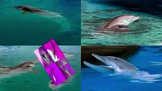 DOLPHIN CLICK SOUND Effects (Sponsored By Teleamazonas Csupo Effects)