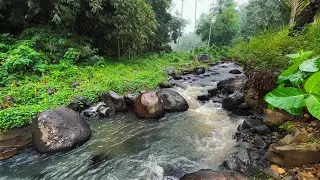 Sleep Instantly with The Powerful Serenade Of Water Sounds in a Calming Forest River