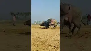 Buffalo Fight Never seen such a fierce fight in my life 🐃🐅