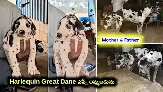 Top quality Great Dane puppy for sale in telugu/ 83284 11614 /aj pets 