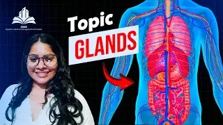 How Your Body REALLY Works: The Secret of Glands & Hormones 🧪