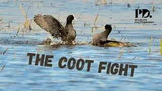 The Coot Fight. Wildlife Photography