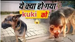 कुकी को क्या हो गया यार सुबह सुबह #animallovers #germanshepheard #dogowner #dogowner #gsds 