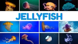 20 Jellyfish in English for Children with Pronunciation (and with photos)
