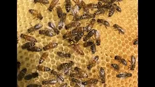 2025-06-30 - Bee Hive 4 artificial swarm inspection is doing well
