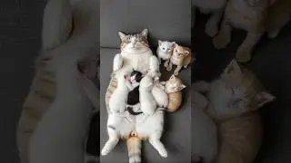 The sweetest family nap Kittens sleep together in family love