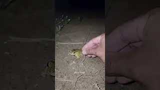 Catch big frogs funny | Try don't laugh | wepwep catching frogs make you laugh #shortsviral