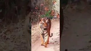 Jungle Safari me Road par Chalte Tiger ki Head on sighting hui||#tiger#wildlife#animals #viral#lion