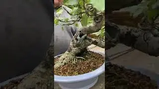Дикая яблоня превратилась в бонсай🍎