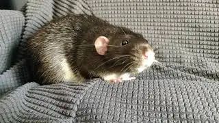 Sniff - Sniff! Rat kisses. [Cute!]