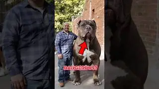 Top 3 Most Dangerous Dog Breeds You&rsquo;re Not Safe Around #1 #shorts #dogs #animals