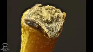 food in macro close up objects quiz#shorts