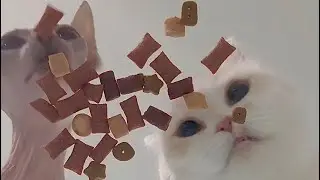 조랭팸 간식타임 (Cat treat time) #고양이먹방 #고양이asmr #고양이젤리 #고양이발바닥 #catasmr #cattreats 