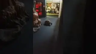 Turtle wanting attention from anyone