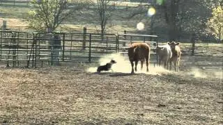 2011 SE Iowa Cattle Dog Trials Trailer