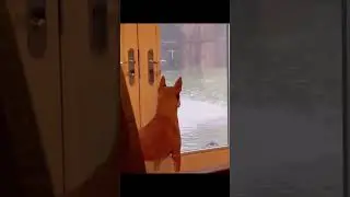 #DogsBeingFunny#DogsTalking