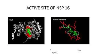 Modeling nsp16 (SARS-CoV-2)active site
