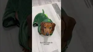 Do not be afraid #dog #dogs