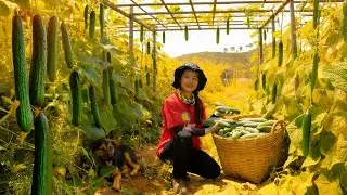 Harvest Cucumbers Go To The Market To Sell, Cook A Few Delicious Dishes – Care For Vegetable Garden