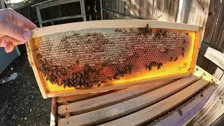 2024-10-21 Watching Bees on CAPPED HONEY - Medium Frame - Honey Super