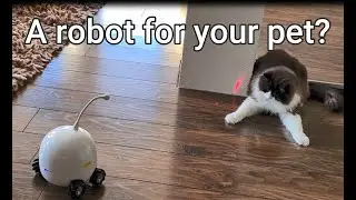 Cats Are Having Their Own Robot