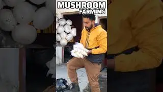 Mushroom farming business in India How to grow mushroom #shorts