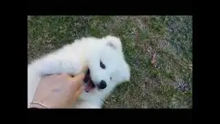 samoyed puppy 8 weeks old