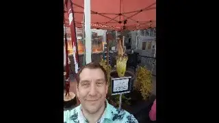 What's Happening with Firefly Petunias December 17th Live