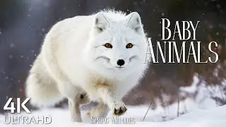 Baby Animals 4K UltraHD - Winter Cute Young Wild Animals With Relaxing Music (Colorfully Dynamic)