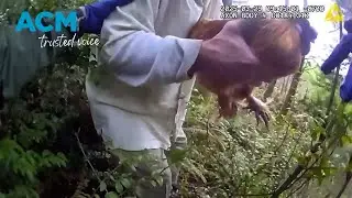 Fowl play? Man arrested for chicken-napping after alleged break-in